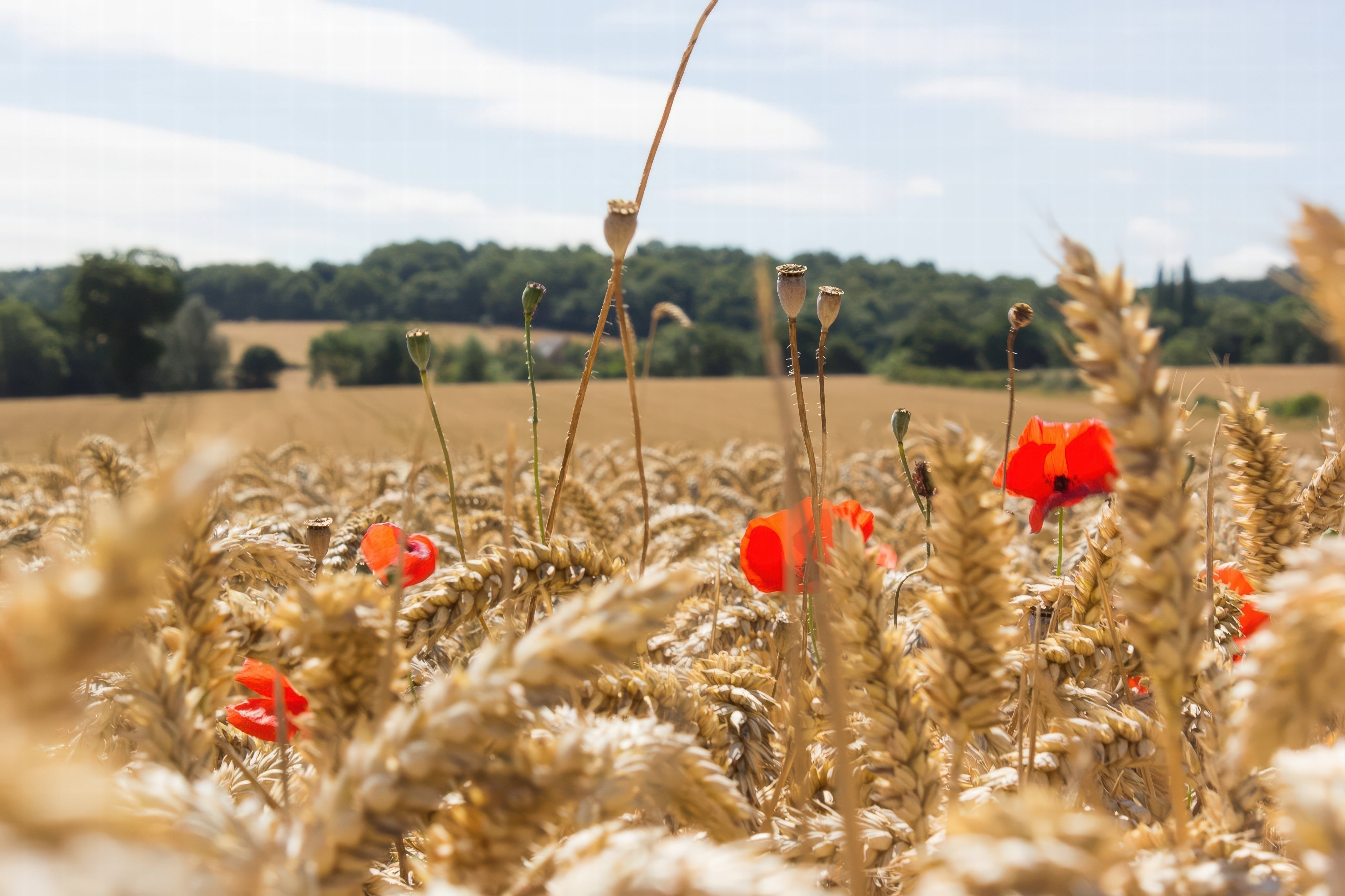 shutterstock_2590199913